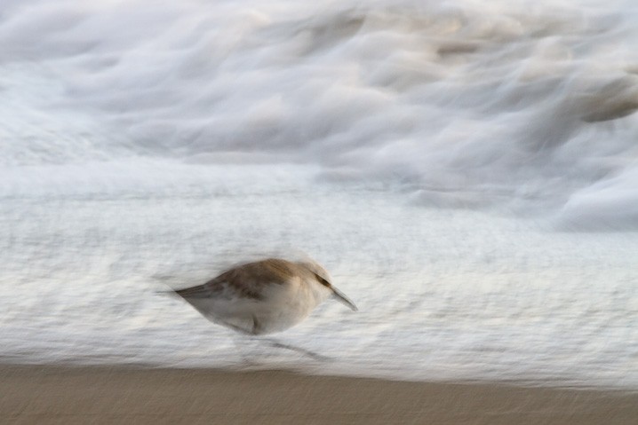 Sanderling Calidris alba Sanderling 